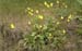 calceolaria2