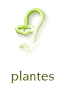 autres plantes